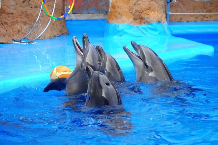Dubai Dolphinarium