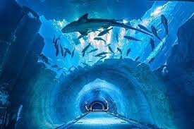 Dubai Aquarium and Underwater Zoo
